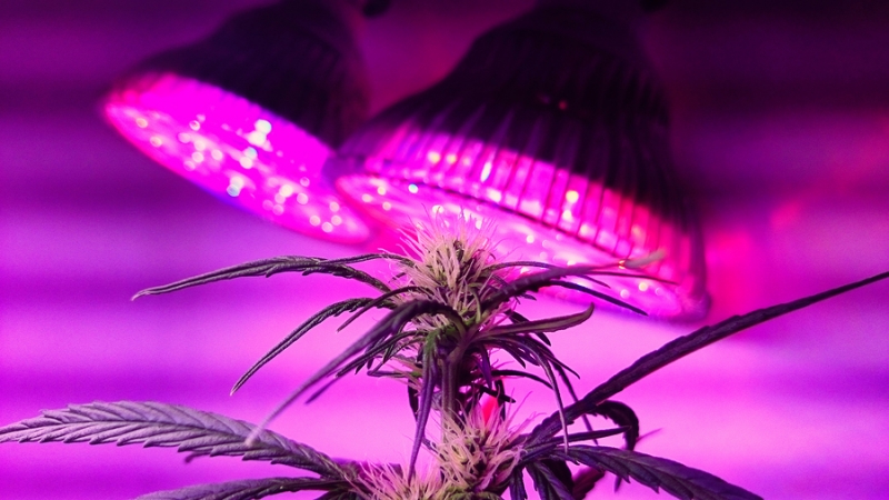 marijuana plant under growlight