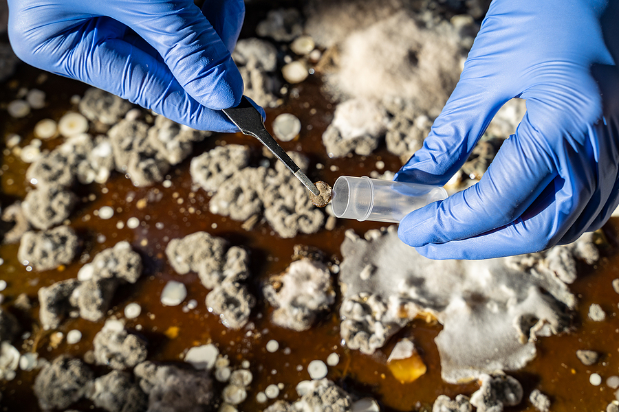 A Blue gloved Lab Technician Puts Pieces Of Mold In A Test Tube