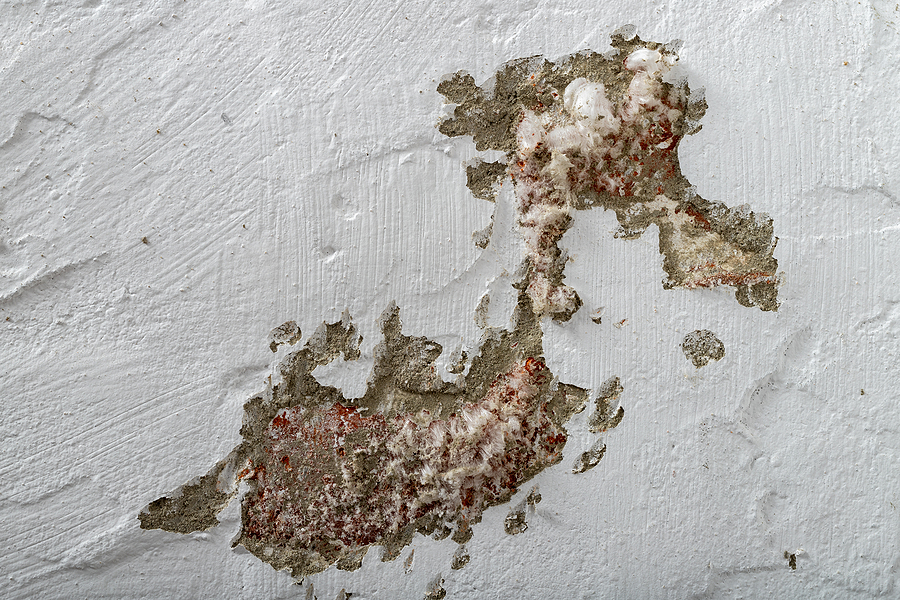 Mold On A Freshly Painted Apartment Wall. The Wall Surface Was D